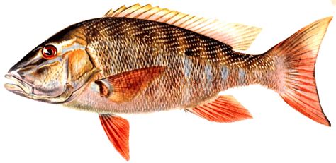 Mutton Snapper