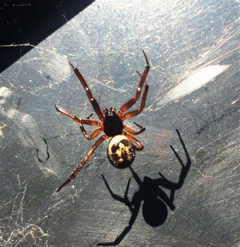 Picture: Steatoda Nobilis in London