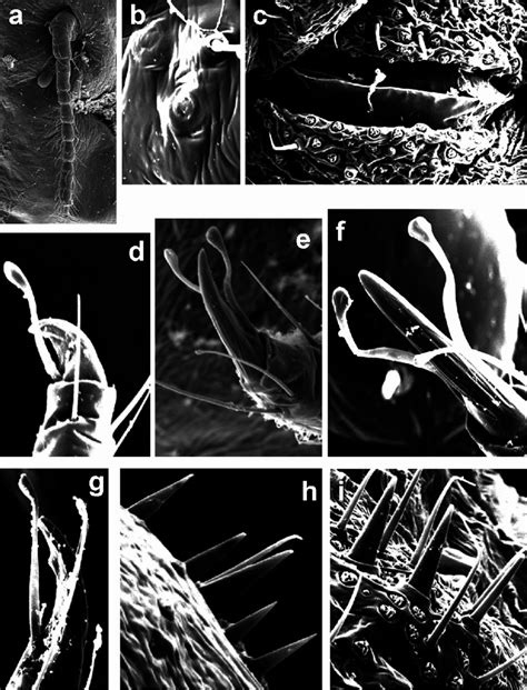 Scanning Electron Micrographs Of Cuticular Structures Of Mealy Bugs