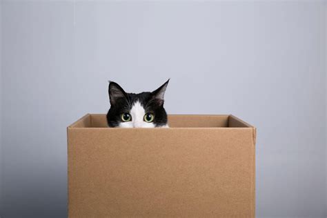 Understanding Felines Why Do Cats Love Cardboard Boxes