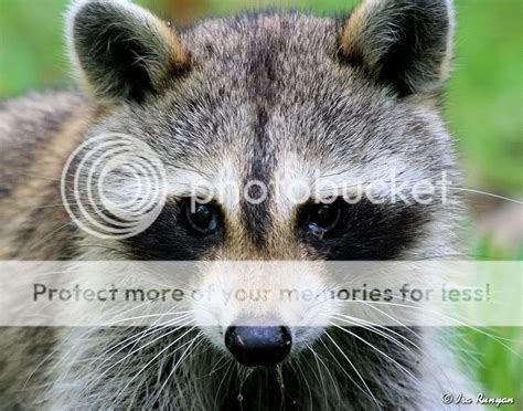 Sick Raccoon — Digital Grin Photography Forum