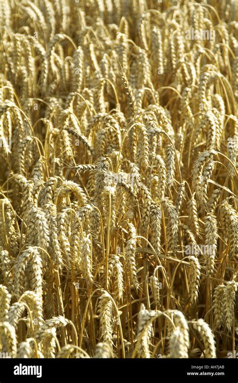 Barley Winter Spring Field Maff Defra Crop Crops Arable Farm