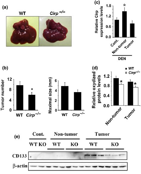 Cold Inducible RNA Binding Protein Cirp Deficiency Inhibited