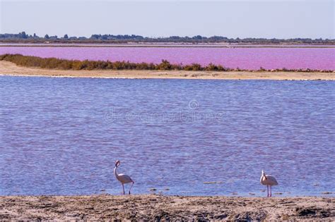 Pink Flamingo At The Feed Search In Parc Naturel Regional De Camargue