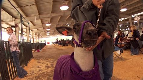 State Fair of Texas Youth Livestock Show Must Go On – NBC 5 Dallas-Fort ...