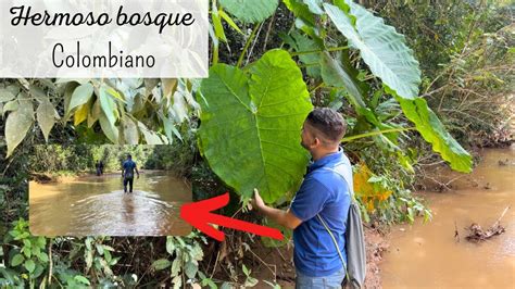 Visitando Hermoso Bosque Tropical Seco Colombiano Las Plantas En Su