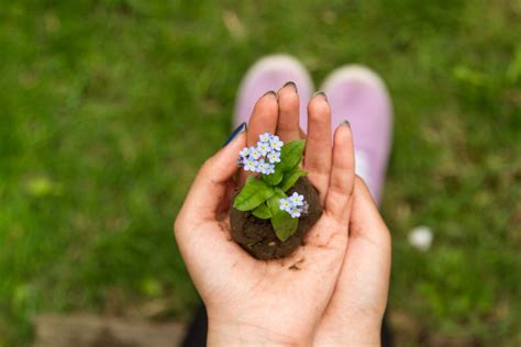 Free Images Hand Grass Plant Woman Lawn Leaf Flower Finger