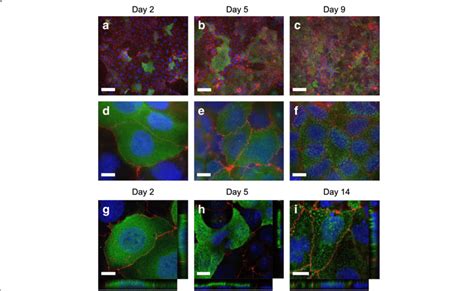 Immunofluorescent Staining Of Phgr Protein In Differentiating Caco