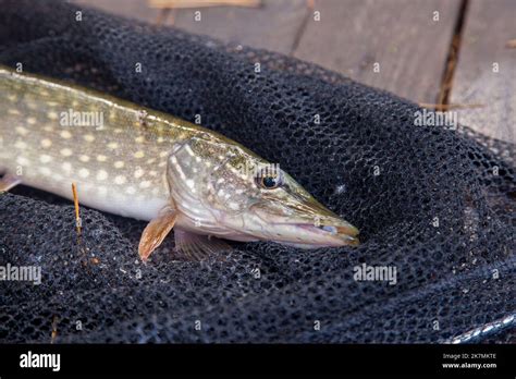 Freshwater Northern Pike Fish Know As Esox Lucius On Landing Net