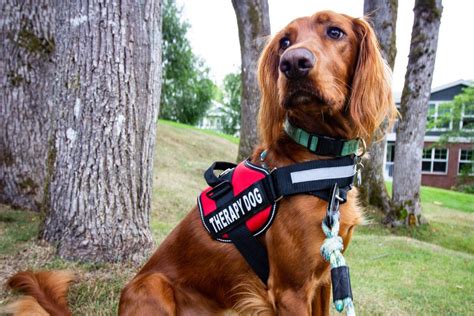 Come Si Svolge La Pet Therapy Quali Sono I Benefici E Quanto Costa Una