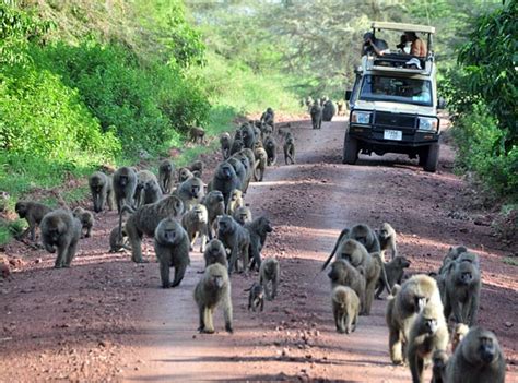 Lake Manyara National Park Tanzania Wildlife Tanzania National Parks