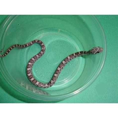 Sun Kissed Anery Corn Snake – Big Apple Herp - Reptiles For Sale