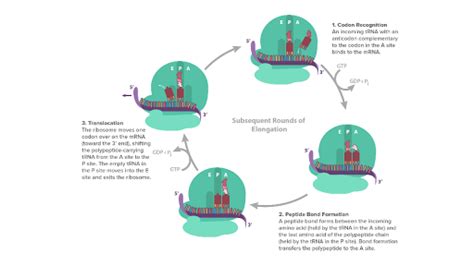 Stages Of Translation Article Khan Academy