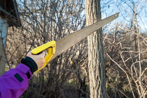 Spring Pruning of Garden Trees. Woman Gardener Cuts Branches Saw ...