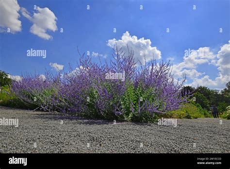 Blooming Purple Flower Clump Of Perovskia Atriplicifolia Stock Photo