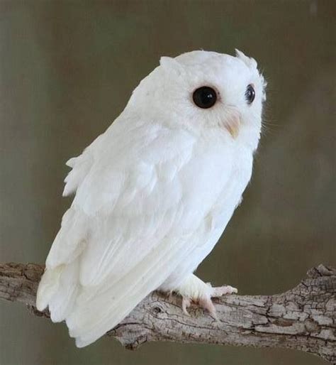 The 25+ best Baby owls ideas on Pinterest