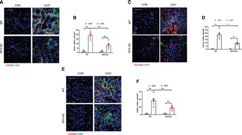 Frontiers Jmjd Irf Axis Aggravates Myeloid Fibroblast Activation