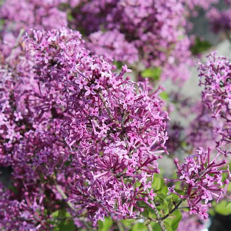 Zwerg Duft Flieder Syringa Bloomerang Dark Purple Zulauf Gartencenter