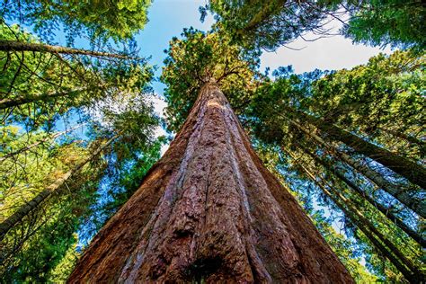 Cuál es el árbol más antiguo del mundo Parece que está en Chile