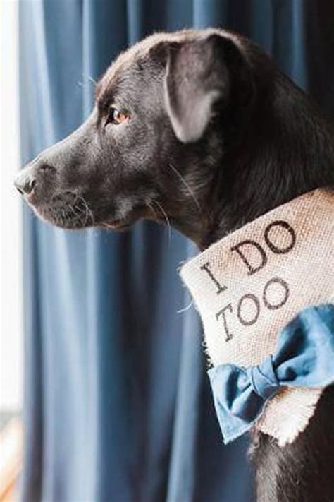 FIANCEE BODAS MAYO BODAS DIVERTIDAS IDEAS PARA INCLUIR A TU MASCOTA EN