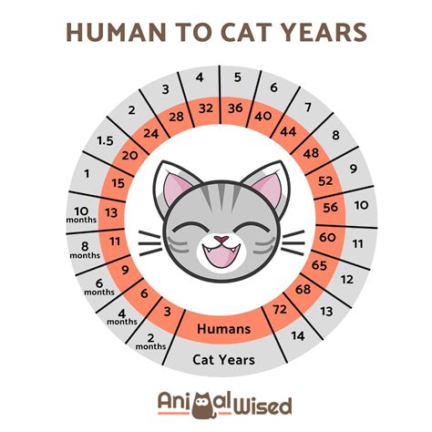 How Old Is My Cat In Human Years? - Cat Age Converter