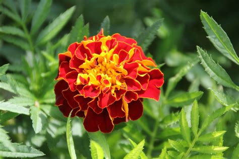 Are Marigolds Perennials Or Annuals