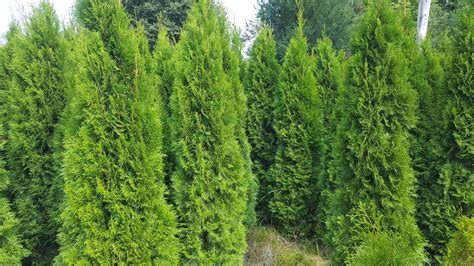 Tuja Thuja Tuje Szmaragd Kopana Z Gruntu 150 170cm Blachownia OLX Pl