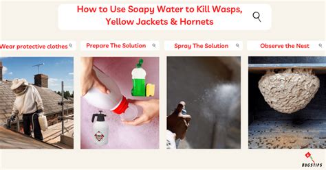 Does Soapy Water Kill Wasps The Ultimate Guide Bugstips