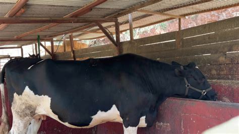 A black and white dairy cow is seen in a farm enclosure, eating from a