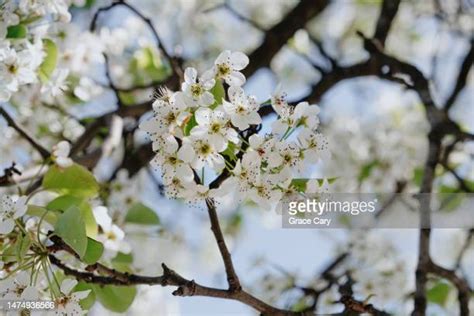 34 Bradford Pear In Bloom Stock Photos High Res Pictures And Images