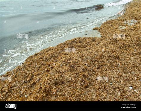 Algas Asiáticas Rugulopterix Okamurae En Las Playas Del Mar Mediterráneo Una Especie Invasora