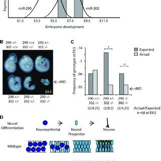 Precocious Neural Differentiation In Mir 302 Knockout Embryos