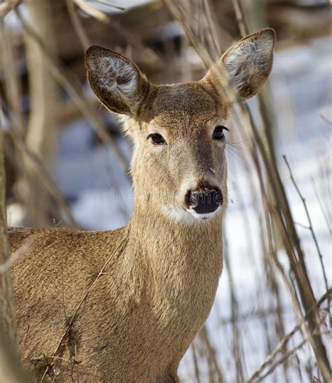 Beautiful Portrait Of A Cute Wild Deer In The Snowy Forest Stock Image