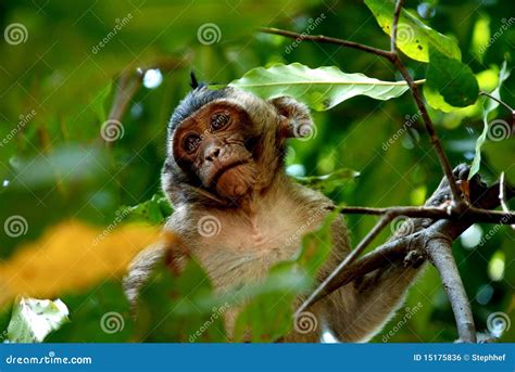 Thinking Monkey Stock Photo Image Of Primate Jungle 15175836