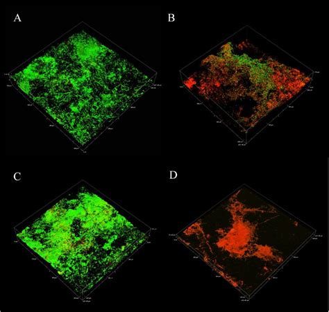 Confocal Laser Scanning Micrographs Showing Live And Dead Cell In