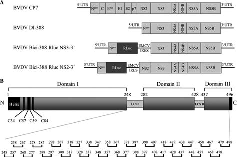 A Schematic Organization Of Bvdv Rnas Used In This Study Bvdv Cp