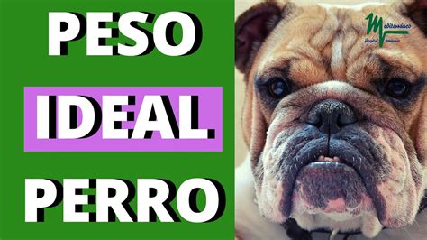 Peso Ideal Perro Tabla Peso Ideal Perros Youtube