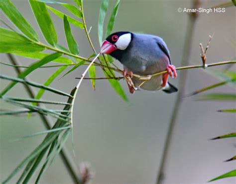 Java Sparrow – nesting material - Bird Ecology Study Group