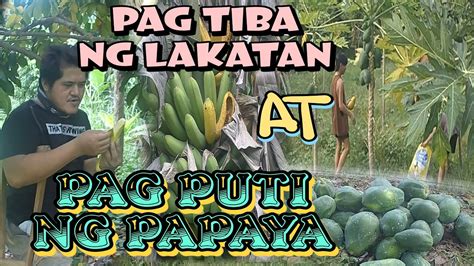 EP21 MAGTIBA NG LAKATAN AT MAMUTI NG PAPAYA BUHAY PROBINSYA OR MINDORO