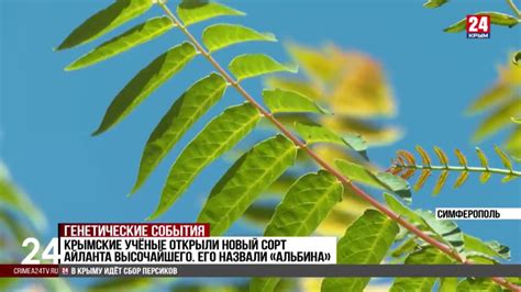 Крымские учёные обнаружили новый сорт краснокнижной Фисташки ...