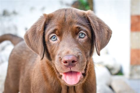 Blue Eyed Puppy Chocolate Lab