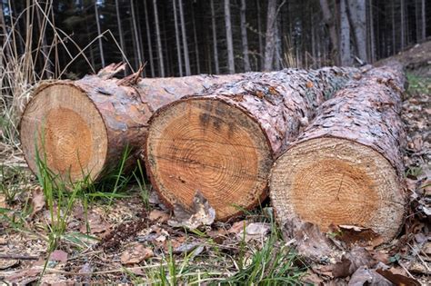 Troncos De Rboles Talados Por El Camino Forestal Foto Premium