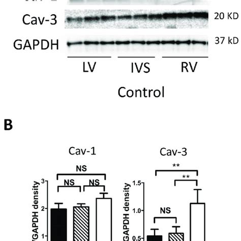 Expression Of Caveolin In The Control Heart A Western Blot For