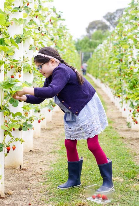 The Strawberry Forest Bacchus Marsh Vertical Strawberry Fruit