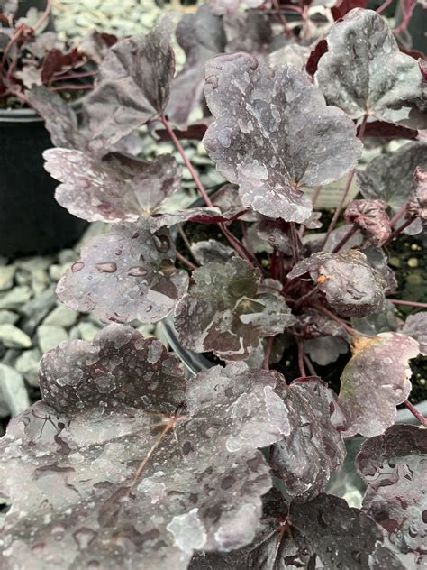 Coral Bells – Obsidian 1g - Latham's Nursery