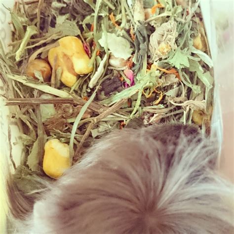 Guineapig guide : Choosing the right food for your guineapig