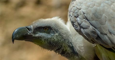 The Top 10 Largest Vultures In The World A Z Animals