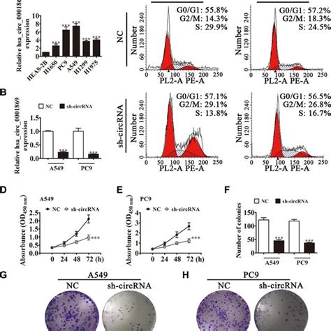 Hsacirc0001869 Expression Increased In Nsclc Cell Lines And Knockdown