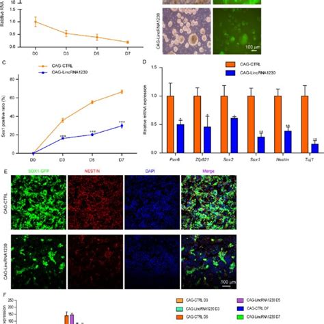 Knockdown Of LincRNA1230 Promotes The Differentiation Of Mouse ES Cells