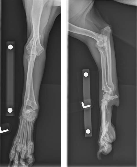 Image:Angular limb deformity, radiographs, dog-Merck Veterinary Manual
